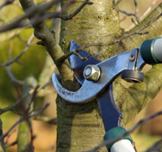 Tree & Shrub Care Grand Blanc, MI