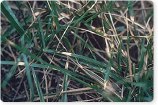 Dollar Spot