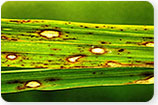 Dollar Spot