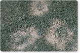 Dollar Spot