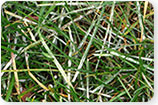 Dollar Spot