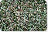 Dollar Spot