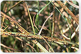 Dollar Spot