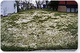 Dollar Spot