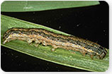 Army Worms
