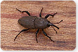 Billbugs