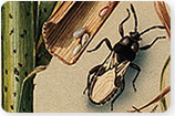 Chinch Bugs