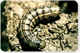 Cut Worms