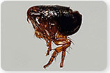 Fleas, Ticks, Lyme Disease