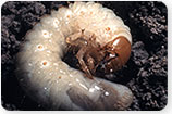 Lawn Grubs