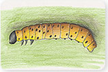 Sod Webworm