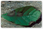 Anthrac Nose