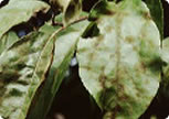 Apple Scab