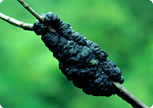 Black Knot