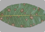 Leaf Spot