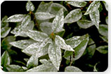 Powdery Mildew