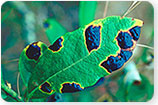 Tar Spots