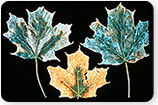 Verticillium Wilt