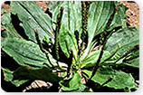 Broadleaf Plantain