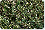 Mouse-ear Chickweed