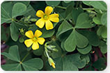 Oxalis