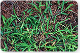 Smooth & Hairy Crabgrass