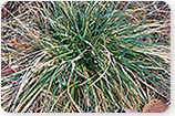 Tall Fescue