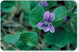 Wild Violet